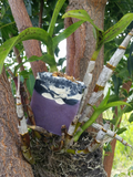 Load image into Gallery viewer, Exotica - Sugar Town Organics