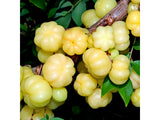 Load image into Gallery viewer, Gooseberry Jam - Sugar Town Organics